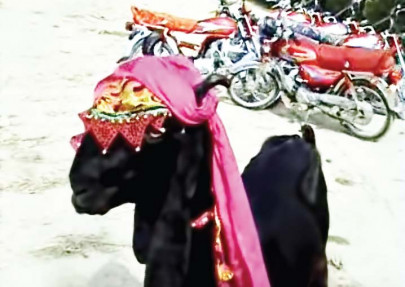 competition animal beauty contest on oct 28 competition animal beauty contest on oct 28