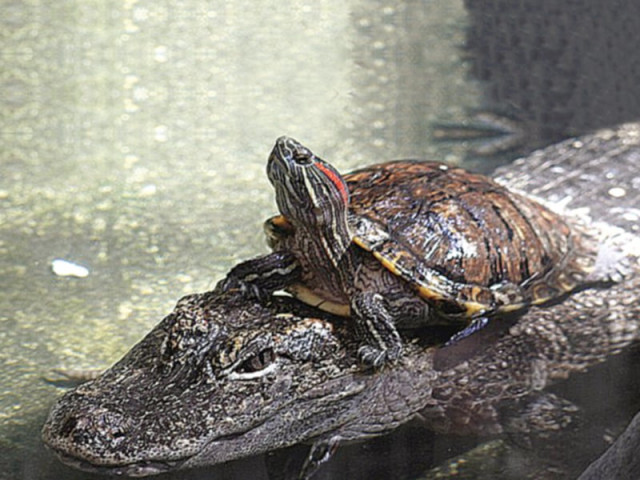 offbeat turtle riding alligator hairiest man and smiley dinosaur offbeat turtle riding alligator hairiest man and smiley dinosaur