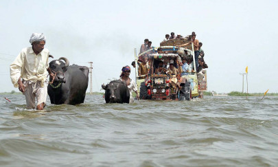 in umarkot women say count the herds not just the hectares