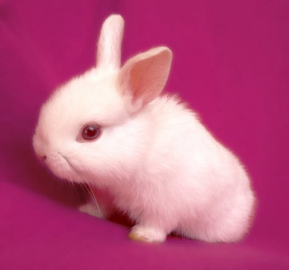 hero rabbit saves owners from house fire