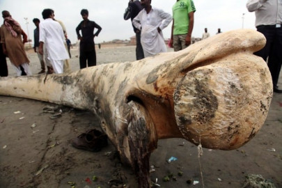 dead whale washes ashore karachi beach