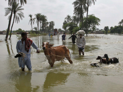 flood damage 0 2m cattle infected and 29 000 dead