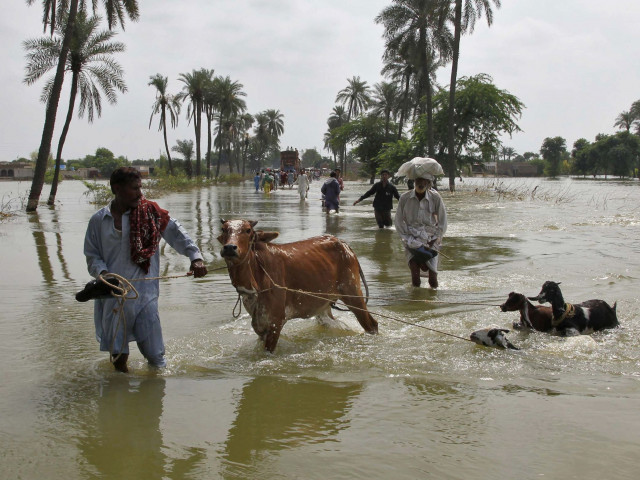 flood damage 0 2m cattle infected and 29 000 dead flood damage 0 2m cattle infected and 29 000 dead