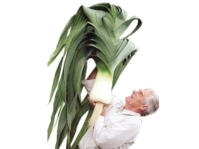 offbeat eek it s a giant leek
