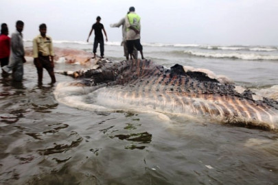 whale of a problem whale of a problem