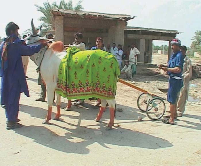 ghee milk fruit and jam gives these bulls wings