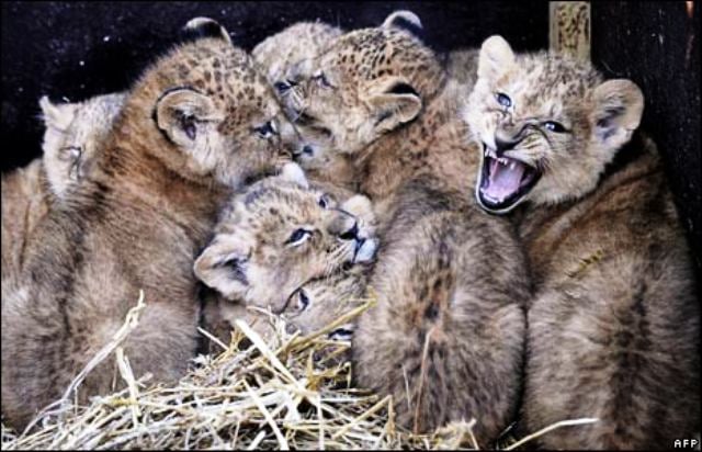 zoo s district officer blamed for death of three lion cubs