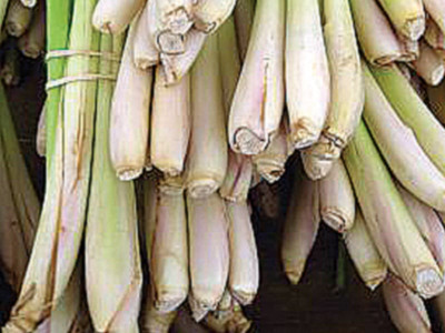 eastern promises growing lemongrass eastern promises growing lemongrass