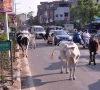 three killed as coach overturns in bid to save stray cow