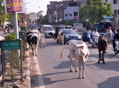 three killed as coach overturns in bid to save stray cow