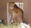 caretaker cleared in lioness abuse case