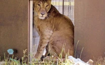 caretaker cleared in lioness abuse case
