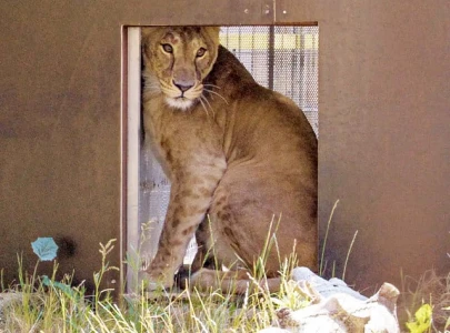 caretaker cleared in lioness abuse case