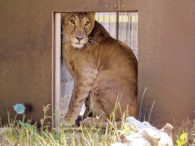 Caretaker acquitted in lioness abuse case