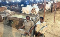 inflation drives livestock costs beyond reach