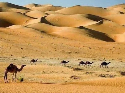 shepherd dies of dehydration after losing way in desert shepherd dies of dehydration after losing way in desert