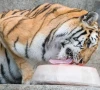 ice treats arranged for zoo animals
