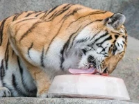 ice treats arranged for zoo animals