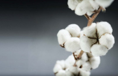 enforcement of cotton control act urged