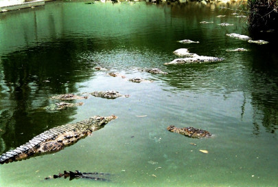 revisiting mor sahib s crocodiles revisiting mor sahib s crocodiles