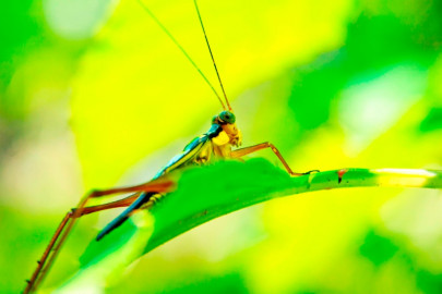 crunchy crickets going mainstream in australia