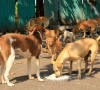 stray dog culling kicks off in rawalpindi stray dog culling kicks off in rawalpindi