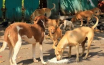mayor seeks middle path on stray dogs