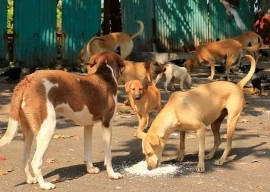 lhc orders immediate halt to dog culling in punjab