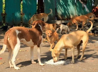 citizens dogged by feral canines decry official apathy citizens dogged by feral canines decry official apathy