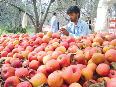 apple production in swat suffers due to lack of resources technical knowledge
