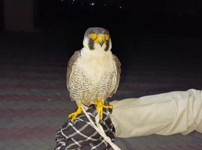 rare eagle worth over rs100 million recovered in punjab s taunsa