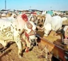 cattle market auctions fetch record revenue