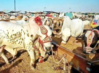 cattle market auctions fetch record revenue
