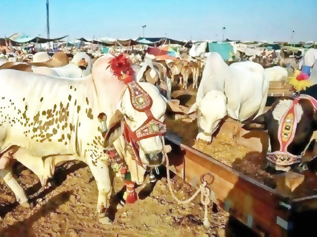 Islamabad cattle market auctions generate record revenue ahead of Eidul Azha
