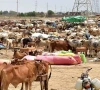 cattle market set up ahead of eidul azha