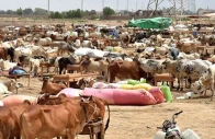 cattle market set up ahead of eidul azha