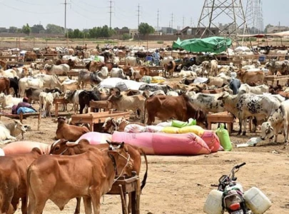 cattle market set up ahead of eidul azha