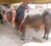 sacrificial animal prices soar in peshawar