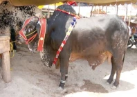 sacrificial animal prices soar in peshawar