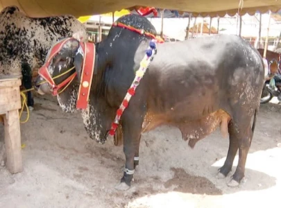 sacrificial animal prices soar in peshawar sacrificial animal prices soar in peshawar