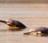 indus dolphins get punjab sanctuary indus dolphins get punjab sanctuary