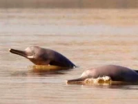 conservation experts estimate that around 2 000 dolphins currently survive in the wild photo file