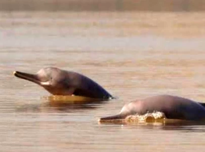 indus dolphins get punjab sanctuary