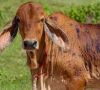 lumpy skin disease cases rise in sargodha