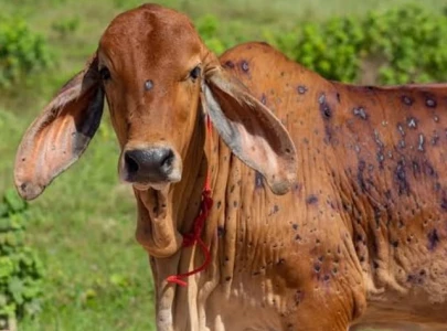 lumpy skin disease cases rise in sargodha