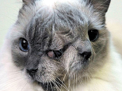 offbeat two faced cat beats the odds