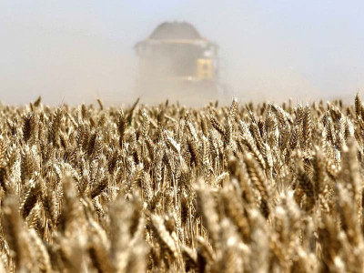 wheat punjab sees production at 19m tons