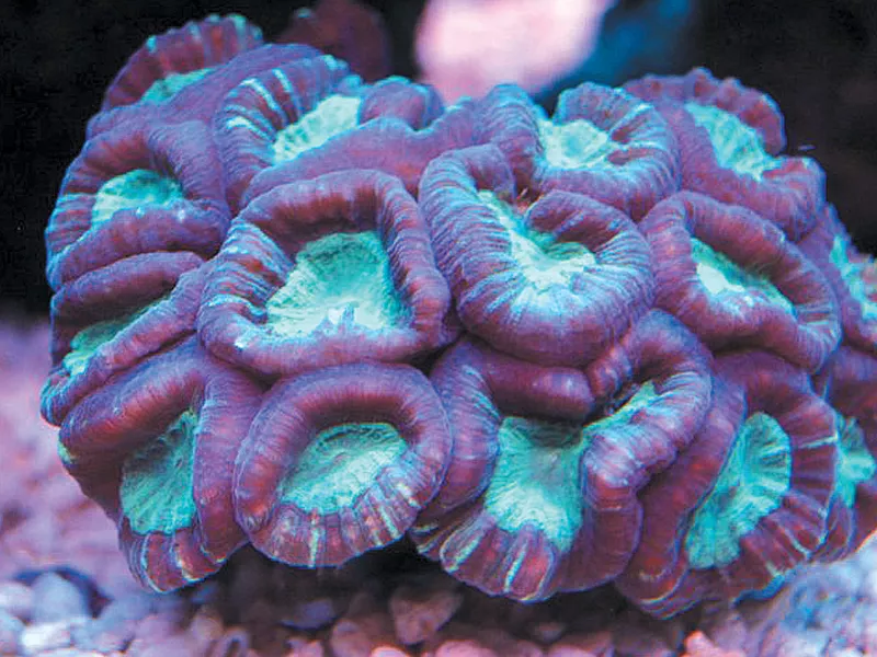 under the sea under the sea