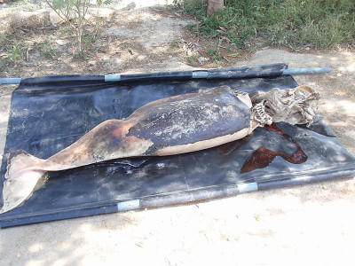 in less than 24 hours another dead dolphin found stuck in sukkur barrage
