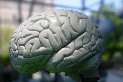 number of facebook friends linked to grey matter